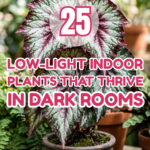 25 Low-Light Indoor Plants That Thrive in Dark Rooms