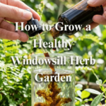 How to Grow a Healthy Windowsill Herb Garden