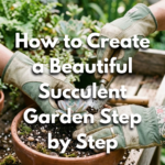 How to Create a Beautiful Succulent Garden Step by Step
