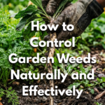 How to Control Garden Weeds Naturally and Effectively