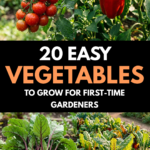 20 Easy Vegetables to Grow for First-Time Gardeners