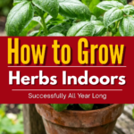 How to Grow Herbs Indoors Successfully All Year Long
