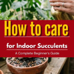 How to Care for Indoor Succulents: A Complete Beginner’s Guide