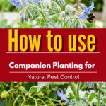 How to Use Companion Planting for Natural Pest Control