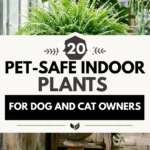 20 Pet-Safe Indoor Plants for Dog and Cat Owners