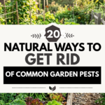 20 Natural Ways to Get Rid of Common Garden Pests