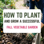 How to Plant and Grow a Successful Fall Vegetable Garden