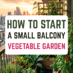 How to Start a Small Balcony Vegetable Garden
