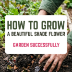 How to Grow a Beautiful Shade Flower Garden Successfully