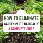 How to Eliminate Garden Pests Naturally: A Complete Guide