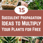 15 Succulent Propagation Ideas to Multiply Your Plants for Free