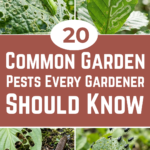 20 Common Garden Pests Every Gardener Should Know