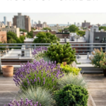How to Plan and Build a Rooftop Garden