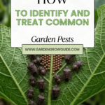How to Identify and Treat Common Garden Pests