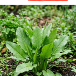 20 Perennial Herb Garden Ideas for a Low-Maintenance Garden