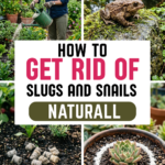 How to Get Rid of Slugs and Snails Naturally