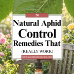 20 Natural Aphid Control Remedies That Really Work