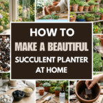 How to Make a Beautiful Succulent Planter at Home