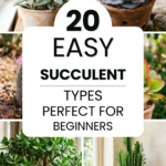 20 Easy Succulent Types Perfect for Beginners