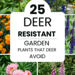 25 Deer-Resistant Garden Plants That Deer Avoid