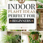 25 Indoor Plant Ideas Perfect for Beginners
