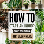 How to Start an Indoor Plant Collection for Beginners