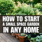 How to Start a Small Space Garden in Any Home