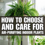 How to Choose and Care for Air-Purifying Indoor Plants