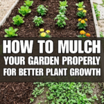 How to Mulch Your Garden Properly for Better Plant Growth