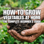 How to Grow Vegetables at Home: The Complete Beginner’s Guide