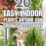 20 Easy Indoor Plants Anyone Can Grow Successfully